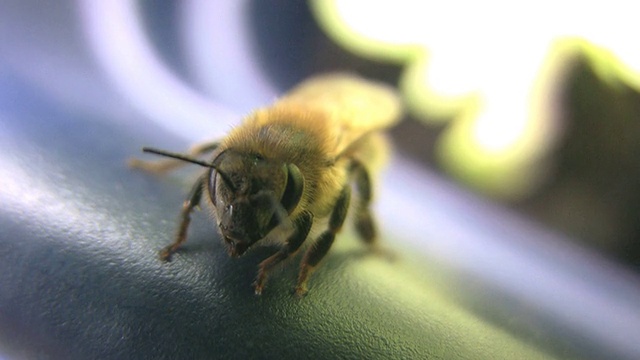 蜜蜂视频下载