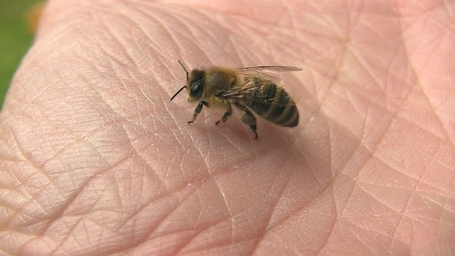一只蜜蜂坐在人的手上视频下载
