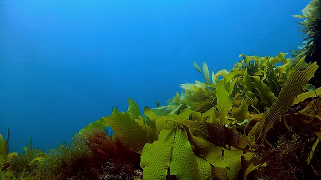 澳洲菲利浦湾港的海藻视频素材