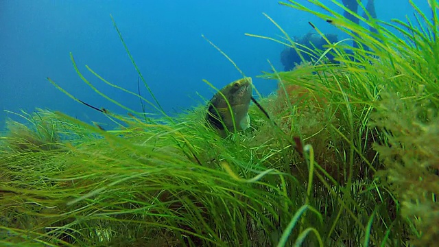 澳大利亚菲利浦湾港视频素材