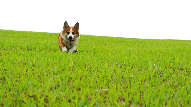 彭布罗克威尔士科基犬视频素材