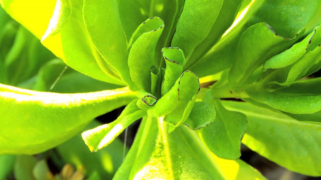 茂盛植物叶子上的水分视频素材