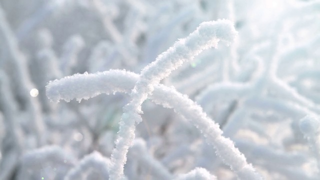 树枝在雪里。视频素材