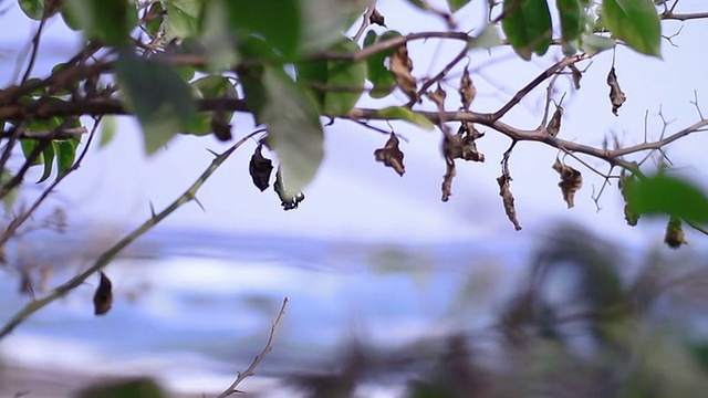 海棕榈树视频素材