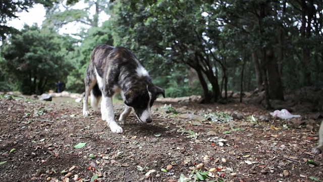 非洲摩洛哥的猴子视频素材