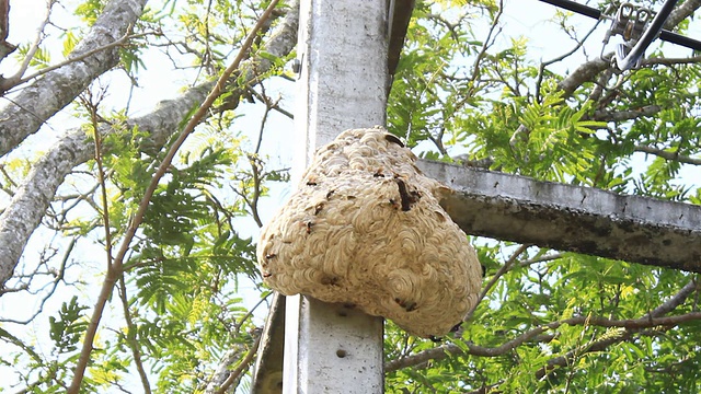 老虎大黄蜂视频素材