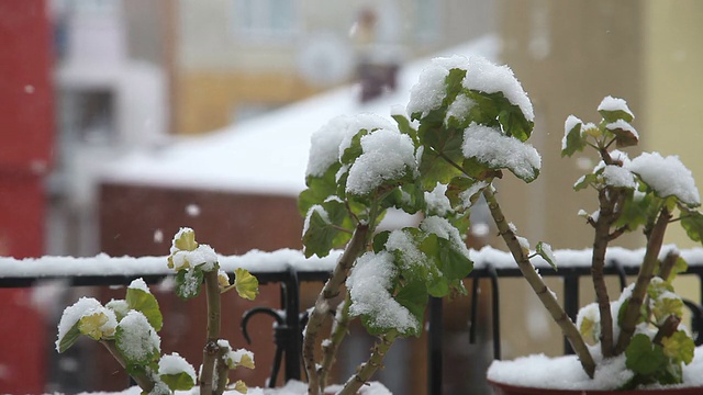 下雪视频素材