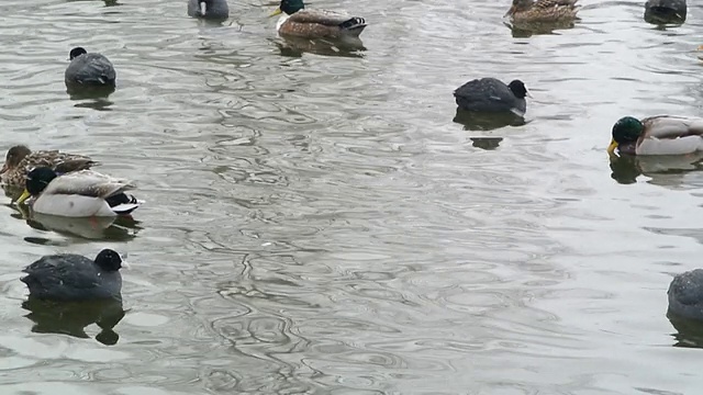 池塘里的鸭子视频素材