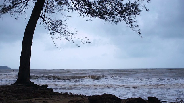 多风海滩上的树视频素材