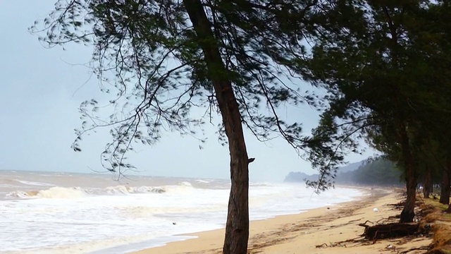 多风海滩上的树视频素材