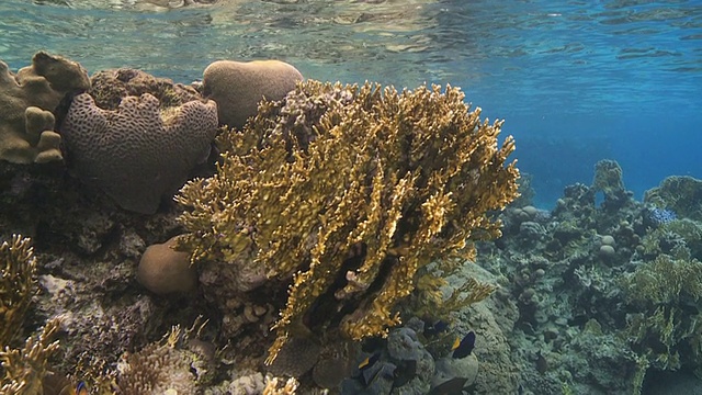 海岸保护区红海视频下载