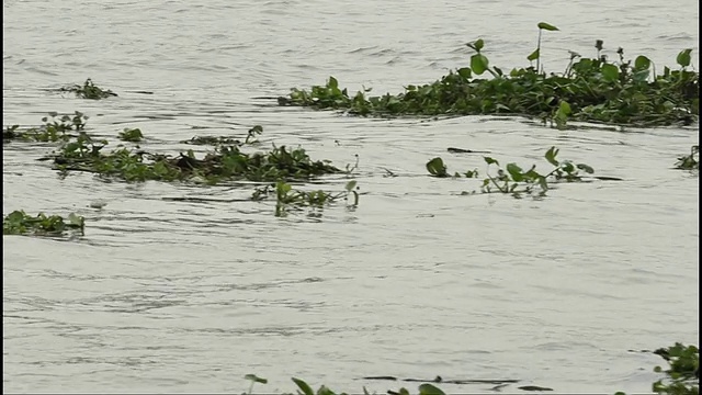 水葫芦视频下载