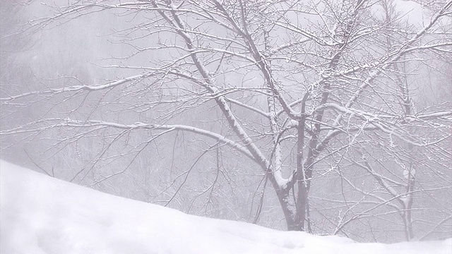 日本青森市，白田山上的一棵树上飘落的雪花视频素材