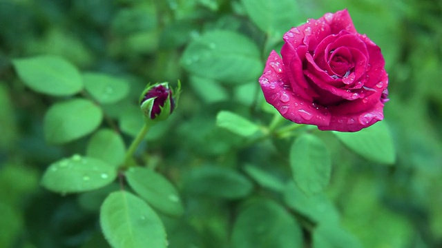 玫瑰在花园机架焦点与雨滴视频素材