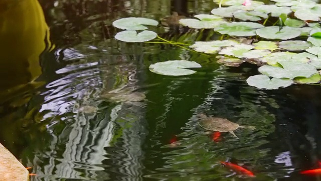 乌龟潜入水中视频下载