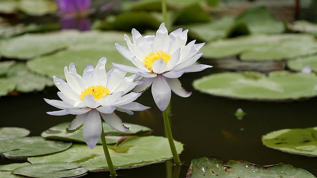 两个莲花视频素材