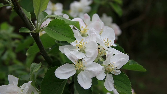 苹果树花视频下载