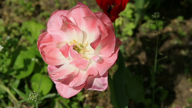 淡粉色的异国郁金香花视频下载