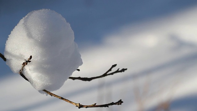 树枝上的雪视频素材