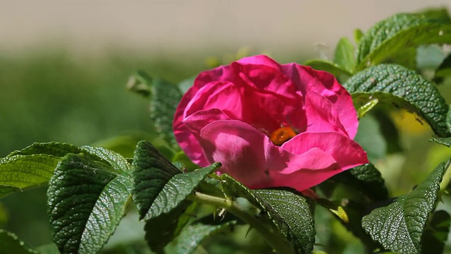 野玫瑰花，蜜蜂视频素材