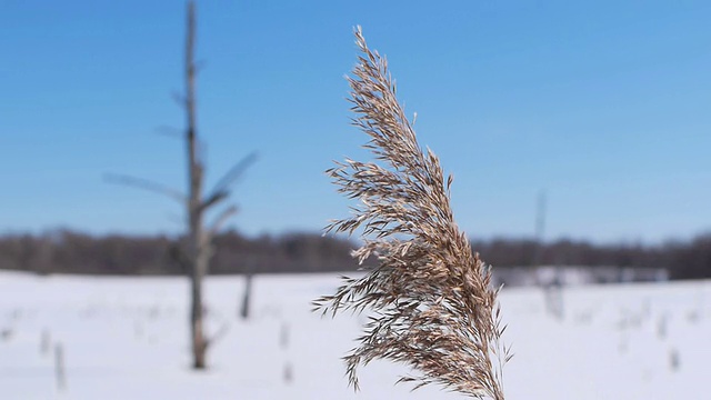 下雪的景色视频素材