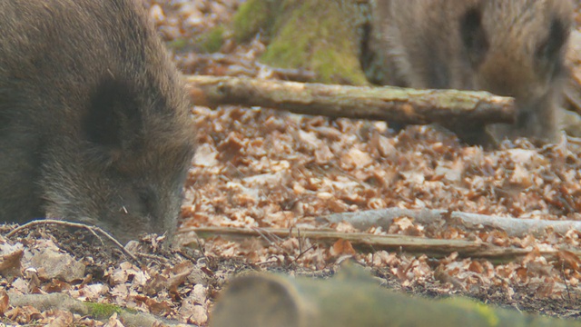 野猪视频素材