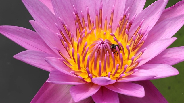 莲花和蜜蜂视频素材