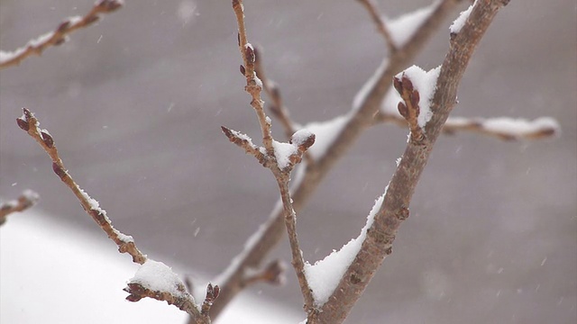 日本青森市hakkoda山的树上飘落着雪花视频素材