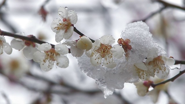 樱花戴雪，在日本东京的Oume视频素材