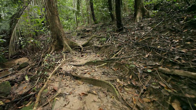 森林中生长的树木视频素材