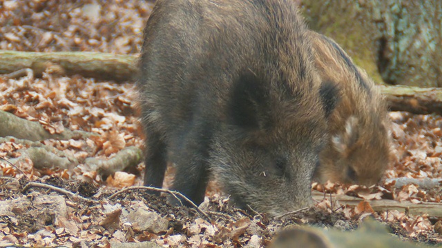 野猪视频素材