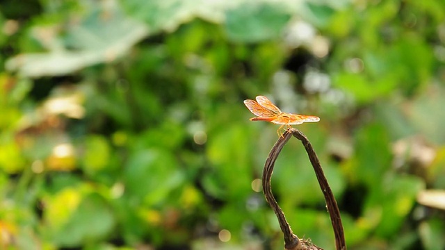 红色的蜻蜓视频素材