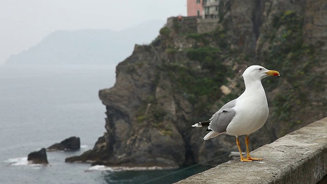 海鸥视频下载