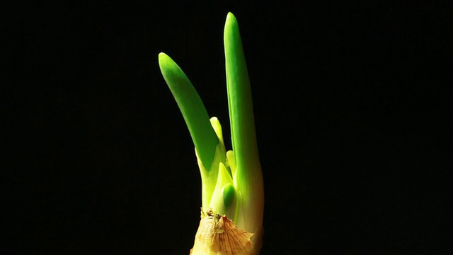 间隔拍摄种植韭菜视频下载