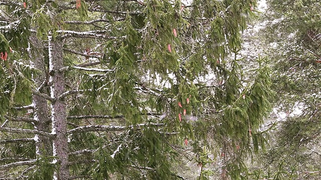 降雪在森林视频下载