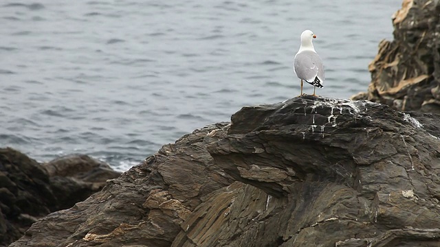 海鸥视频下载