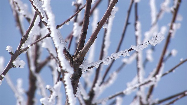 雪和树枝，北，北海道，日本视频素材