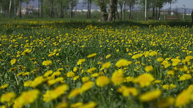 蒲公英花领域视频素材