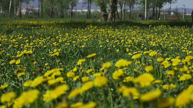 蒲公英花领域视频素材