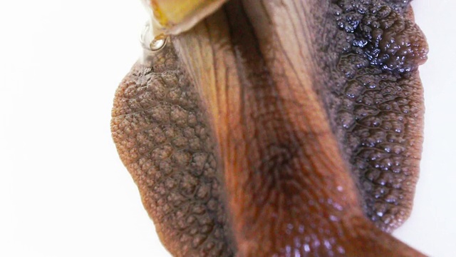 非洲大蜗牛视频素材