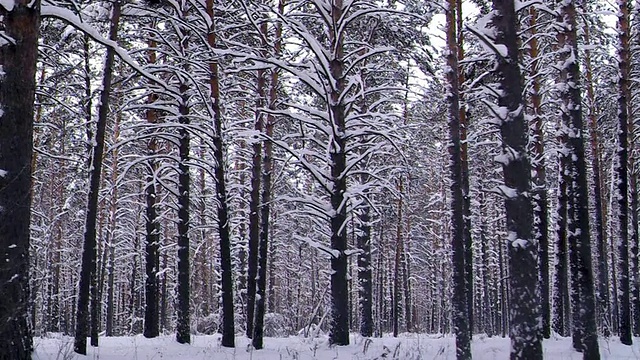 冬天的森林，白雪覆盖视频下载