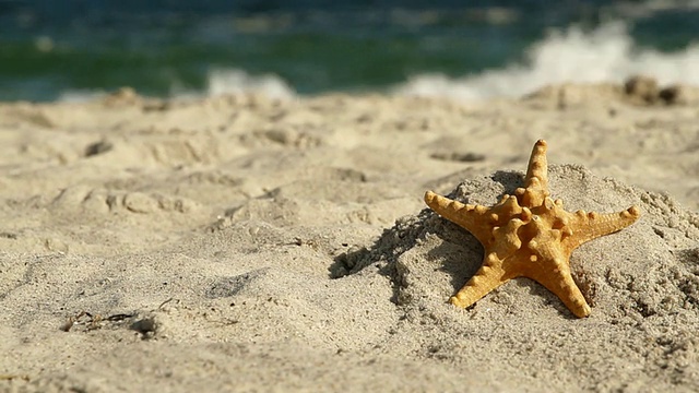 海星在海滩的背景视频素材