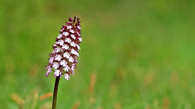 兰花视频素材