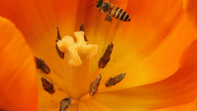 郁金香花心的蜜蜂视频素材