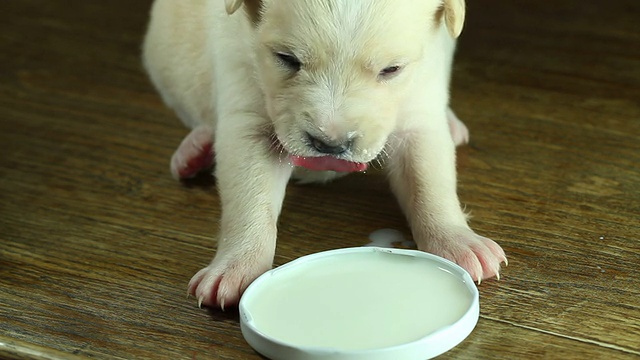 小狗喝牛奶视频素材