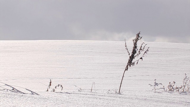 日本北海道北城的雪地和干草视频素材