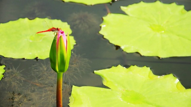 蜻蜓视频素材