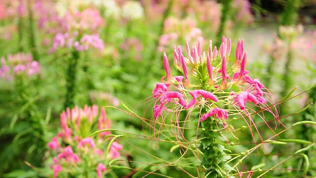 花蜘蛛视频素材