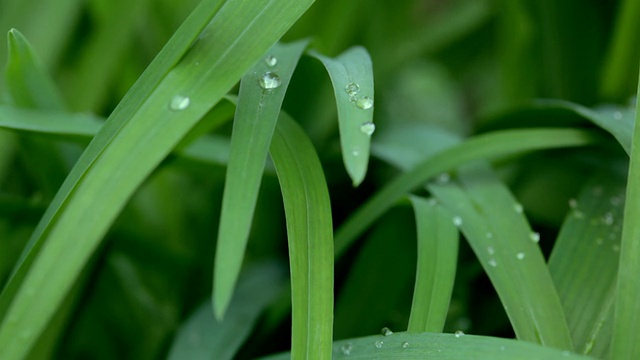 雨后自然视频素材