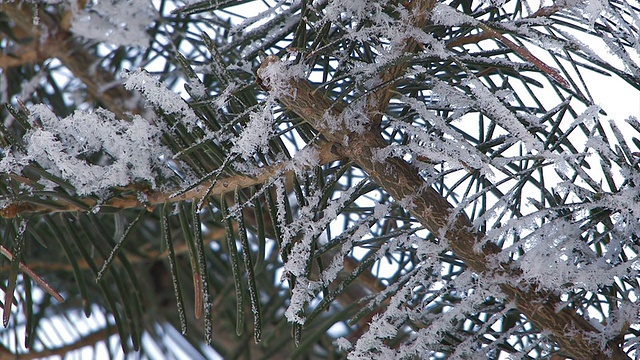 日本北海道朝川的一棵被雪覆盖的冷杉视频素材